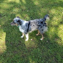 Skkye - Miniature Australian Shepherd