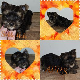 Sable Male(REDUCED) - Gold Yorkshire Terrier puppy in Wartburg, Tennessee from Amanda's Precious Pups