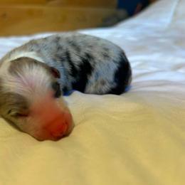 Leah - Blue merle female Border Collie puppy in Franklin, Maine from Broad Meadow Borders