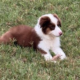 250 - Red tri-color female Miniature American Shepherd puppy in Nolensville, Tennessee from Sweetheart Miniature American Shepherds