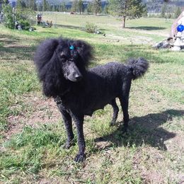 Lela - Poodle