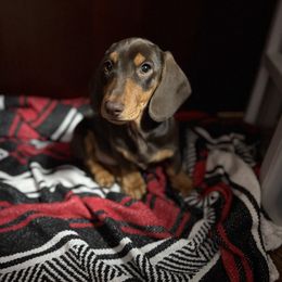 Storm - Chocolate and tan male Dachshund puppy in Shawnee, Oklahoma from Magic Eagle Miniature Dachshunds