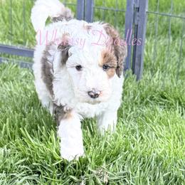 Iris - Blue merle female Bernedoodle puppy in Omaha, Nebraska from Whimsy Doodles