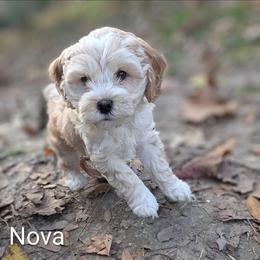 Nova Lee - Cream female Cockapoo puppy in Sunset, Louisiana from Cano Cockapoos