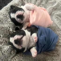 Boston Terriers from Down South Bostons