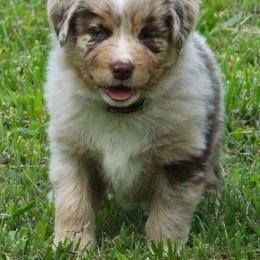 Fancy  RMF with blue eyes. - Red merle female Australian Shepherd puppy in Cookeville, Tennessee from Spring Creek Aussies
