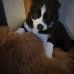 Girl 2 - Black and white Siberian Husky puppy in Starks, Louisiana from Southland Husky Kennels LLC.