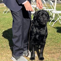Vanessa - Black female Labrador Retriever puppy in Buckeye, Arizona from Foothills Labrador Retrievers