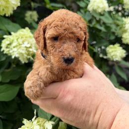 Martha Washington - Red  female Poodle puppy in Fairfield, North Carolina from Leaning T Ranch