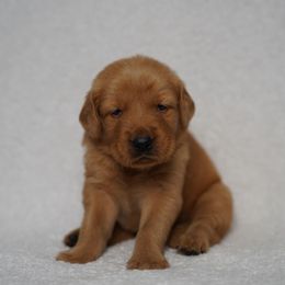 Kylo - Dark golden male Golden Retriever puppy in Holmesville, Ohio from Dixie Goldens