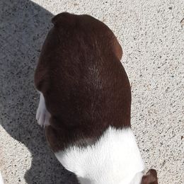 Boston Terrier Puppies from Jeanne Campbell