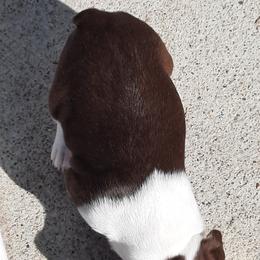 Boston Terrier Puppies from Jeanne Campbell