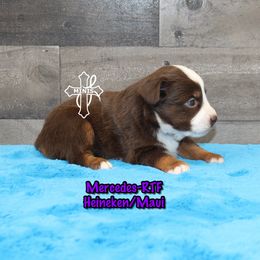 Mercedes - Red tri-color female Miniature American Shepherd puppy in Elgin, Oregon from Cross L Miniature American Shepherds