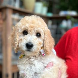 Girl 3 - Apricot female Goldendoodle puppy in Gig Harbor, Washington from Sandy’s Goldendoodles