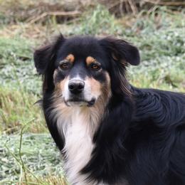 Row Row - Australian Shepherd