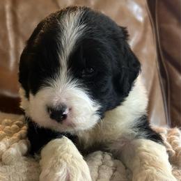 Micky - Tri-color male Bernedoodle puppy in Arabi, Georgia from Huckadoodle Farm