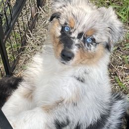 Australian Shepherd Puppies from Baker Green Hill Aussies