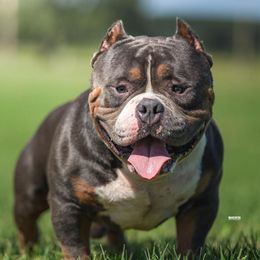 Chamoy - American Bully