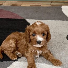 Gina - Red female Cavapoo puppy in Noblesville, Indiana from R and H Doodles