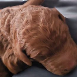 Princess Roxie Ann Red Rosa - Poodle puppy from Rosa Red Standard Poodles
