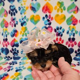 Dolly - Black and gold female Yorkshire Terrier puppy in Dayton, Ohio from Precious Yorkie Babies