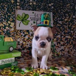 Sunfyre - Red male Boston Terrier puppy in Colorado Springs, Colorado from M&Bs Boston Terriers