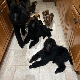 Dachshund and Poodle Puppies from Desjardin’s Poodles & Dachshunds