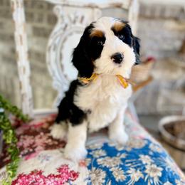 Thelonius - Tri-color male Bernedoodle puppy in Mapleton, Utah from Natural Doodle Life