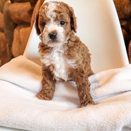 Reckless - Red male Cavapoo puppy in Idaho Falls, Idaho from Freckle Paw Family