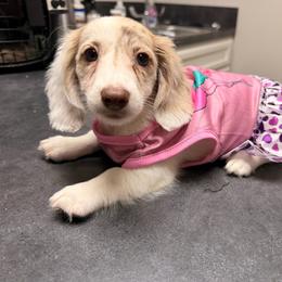 Daisy - Dapple female Dachshund puppy in Magnolia, Texas from Carrie’s Countryside Dachshunds