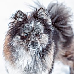 Diva - Pomeranian