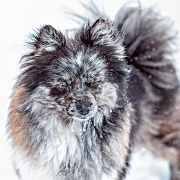 Diva - Pomeranian
