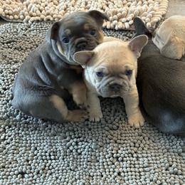 French Bulldog Puppies from Foster Lake Frenchies