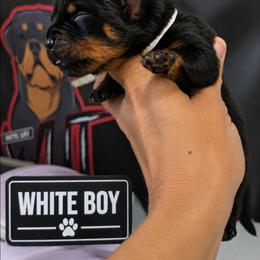 White boy - Black and mahogany male Rottweiler puppy in Lake City, Florida from Haus Der Wut Kennels