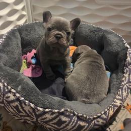 Bloosm - Blue female French Bulldog puppy in Windsor, Colorado from NOCO French Bulldogs