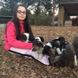 Wire Fox Terrier Puppies from Lyndon Meadow Farm