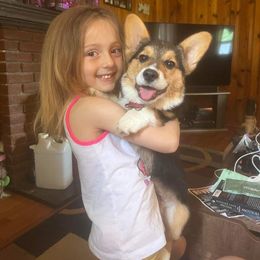 Bodhi - Pembroke Welsh Corgi puppy in White, Georgia from Royal Diamond Corgis