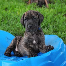 Great Danes from MoonRiver Danes