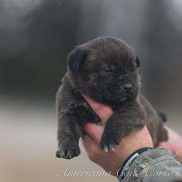 Girl 5 - Chestnut brindle female Cane Corso puppy in Cable, Ohio from Americana Cane Corso