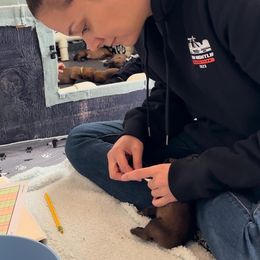 "ENS" Belgian Malinois Puppies from Care 2 Protect