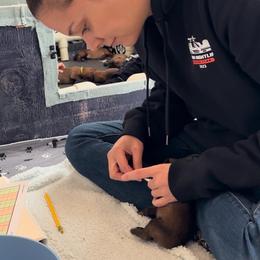 "ENS" Belgian Malinois Puppies from Care 2 Protect