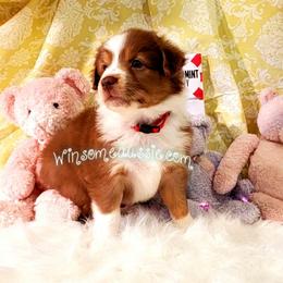 Australian Shepherd Puppies from Winsome Aussies