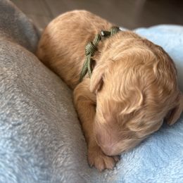 Olive green - Apricot male Poodle puppy in Redlands, California from LEI Kennels