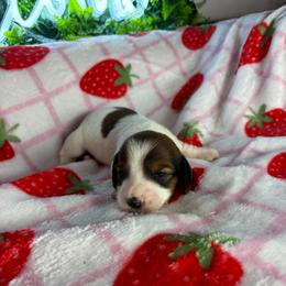 Megan - Piebald female Dachshund puppy in Lake City, Florida from My Ditzy Doxies of Florida