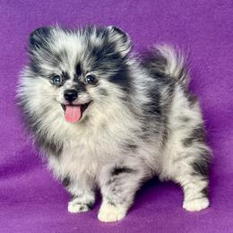 Girl 1 - female Pomeranian puppy in Saint Louis, Missouri from Beau Joli Pomeranians