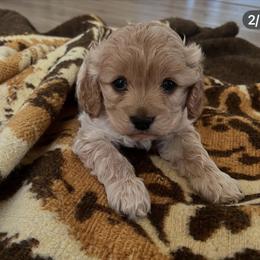 Cavapoo, Cockapoo, Goldendoodle, and Maltipoo Puppies from Perdue Puppies