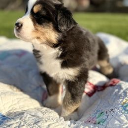 Australian Shepherd Puppies from White Silo Aussies