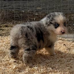 River - Blue merle male Australian Shepherd puppy in Ellensburg, Washington from Creekside Aussies