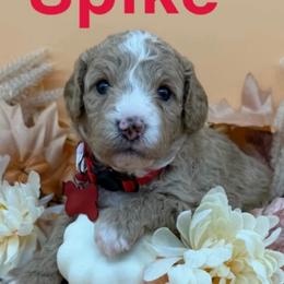 Spike- Red Collar - Apricot male Goldendoodle puppy in Cape Coral, Florida from Nay Nays Mini Doodles