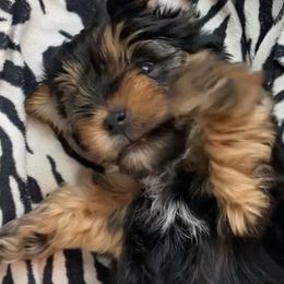 Yorkshire Terriers from Teddy Bear Yorkies